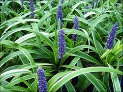 Dettaglio fogliame Liriope.