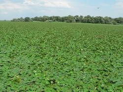 tappeto di castagne d'acqua