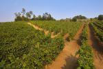 Cantine Aperte in Vendemmia, brindiamo all’autunno