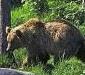Trentino, uccisa l'orsa Daniza