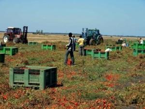 IL LATO OSCURO DEL FRUTTO ROSSO - Il pomodoro in scatola