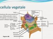 importanti scoperte hanno rivoluzionato settore delle biotecnologie applicate alle piante