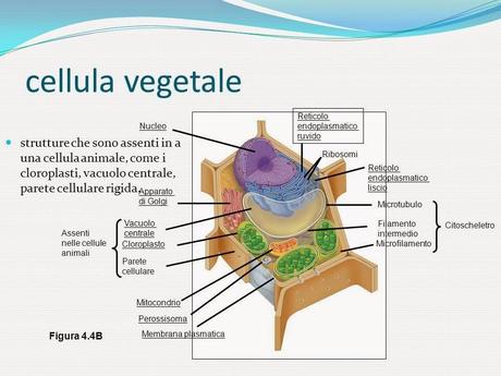 Due importanti scoperte hanno rivoluzionato il settore delle biotecnologie applicate alle piante