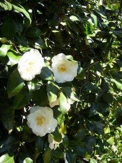 Esempio di camelia piantata in giardino