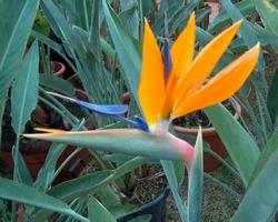 La strelitzia reginae