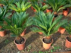 Piante di cycas