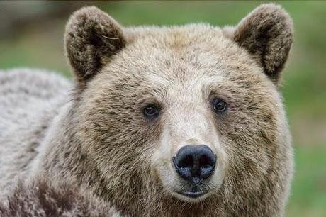 POVERA MAMMA ORSA