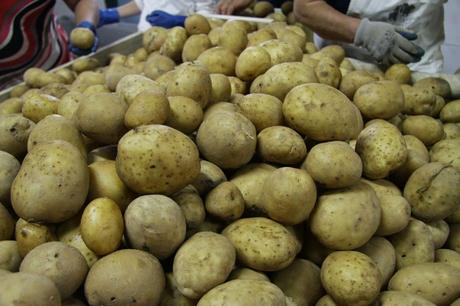 la selezione delle patate