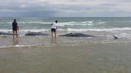 Vasto, sette capodogli arenati sulla spiaggia: 3 morti e 4 sopravvissuti