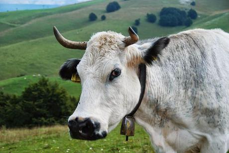Ho visto #albeinmalga e ho munto una mucca!