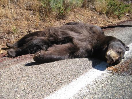 L’AQUILA. Ritrovato il cadavere di un orso marsicano. In corso le perlustrazioni delle Unità Cinofile antiveleno della Forestale.