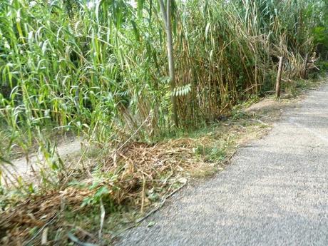 Ma quale sindaco ciclista!? Le ciclabili sono luoghi semplicemente horror, anche complicati da raccontare per come sono ridotti. Ecco tante foto da Montesacro