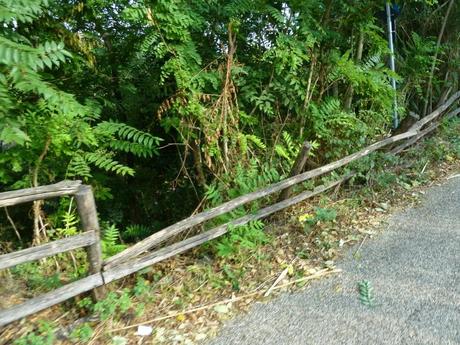 Ma quale sindaco ciclista!? Le ciclabili sono luoghi semplicemente horror, anche complicati da raccontare per come sono ridotti. Ecco tante foto da Montesacro