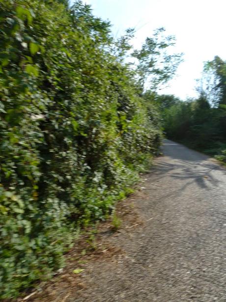 Ma quale sindaco ciclista!? Le ciclabili sono luoghi semplicemente horror, anche complicati da raccontare per come sono ridotti. Ecco tante foto da Montesacro