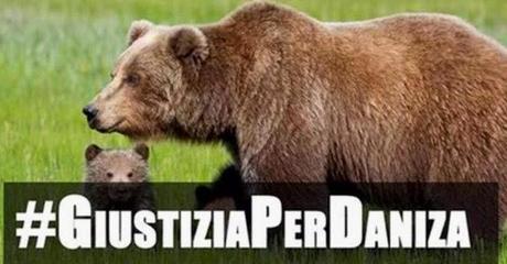 Daniza e le classifiche dell'indignazione