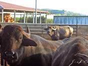 Campania: Azienda Zootecnica Agricola Casearia Chirico