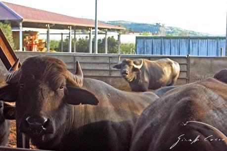 Campania: Azienda Zootecnica Agricola Casearia Chirico