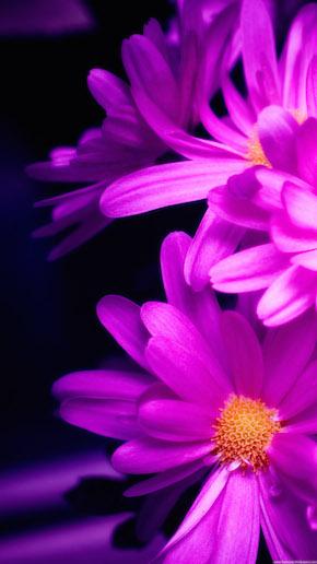 Pink-Daisy-Wallpaper-iPhone-6-Plus-preview