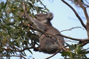 Great Ocean Road: quel che cerchi e quel che non ti aspetti