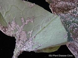 Finto Gelsomino colpito da malattie fungine