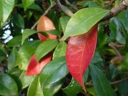 Finto Gelsomino durante la stagione autunnale