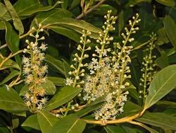 I fiori del prunus laurocerasus