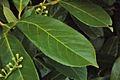 Le foglie del prunus laurocerasus