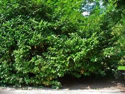 Un prunus laurocerasus