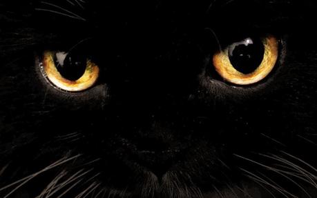 gatto nero