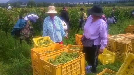 La magia della vendemmia in una location speciale