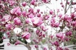 Pianta di magnolia fiorita