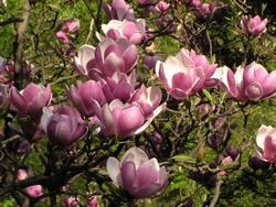 Fiori di magnolia