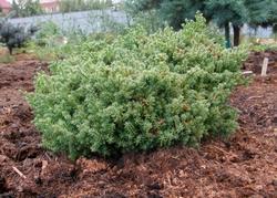 Esempio di Chamaecyparis coltivato in piena terra.