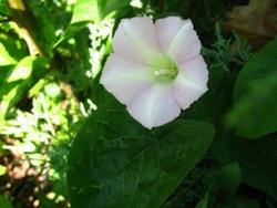 Esempio di Convolvolo bianco.