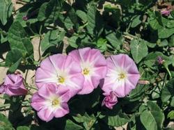 Esempio infiorescenza Convolvolo rosa.