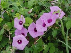 Dettaglio infiorescenze Convolvolo.