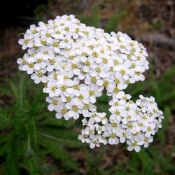 fiori di achillea millefolium
