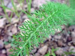 foglia di achillea millefolium