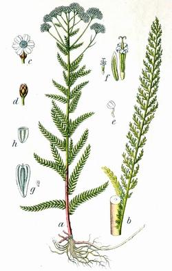 achillea millefolium