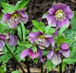 Dettaglio infiorescenze Helleborus orientalis.
