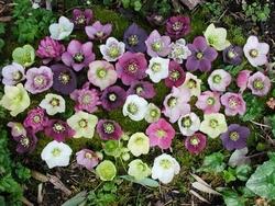 Struttura Helleborus niger.