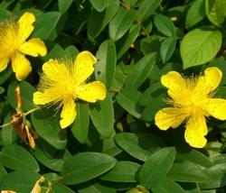 Struttura dell’Iperico.