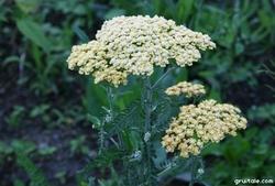 Fiori di achillea millefoglie