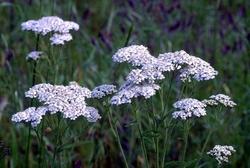 Pianta di achillea millefoglie