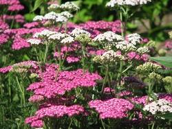 Varietà di achillea millefoglie