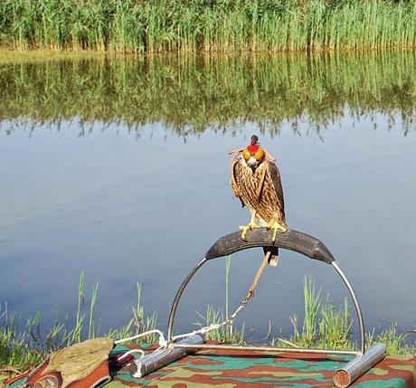 Liberato in natura il falco Pellegrino trovato sul Cupolone