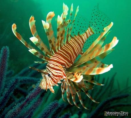 Pesce scorpione - Musandam, Oman