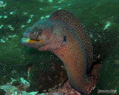 Murena - Musandam, Oman