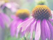 Echinacea come perché funziona controindicazioni.
