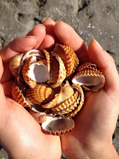 La vita è una manciata di conchiglie rosse e un'insalata bouquet